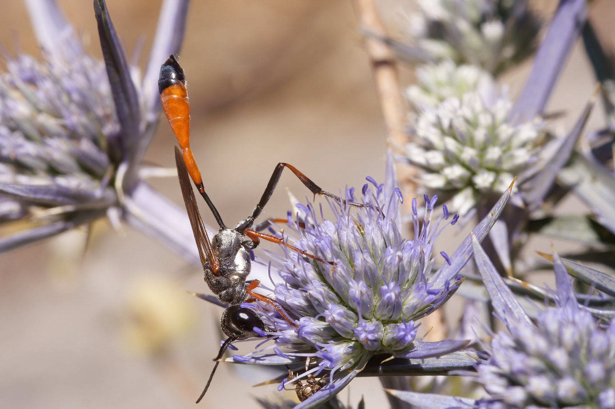 Ammophila heydeni